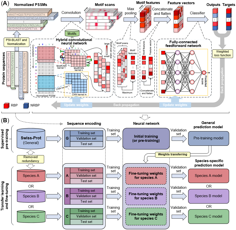 The network architecture and framework of PreRBP-TL