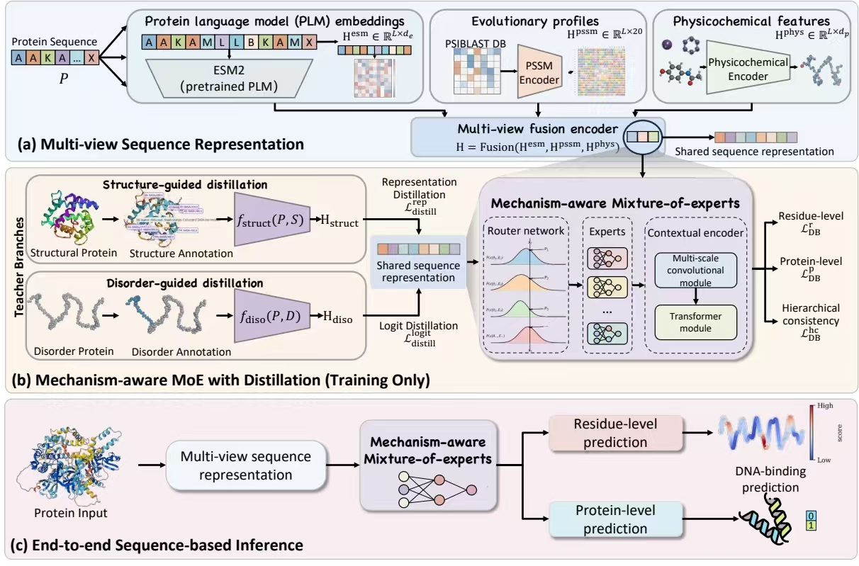 UniDBind Model Architecture