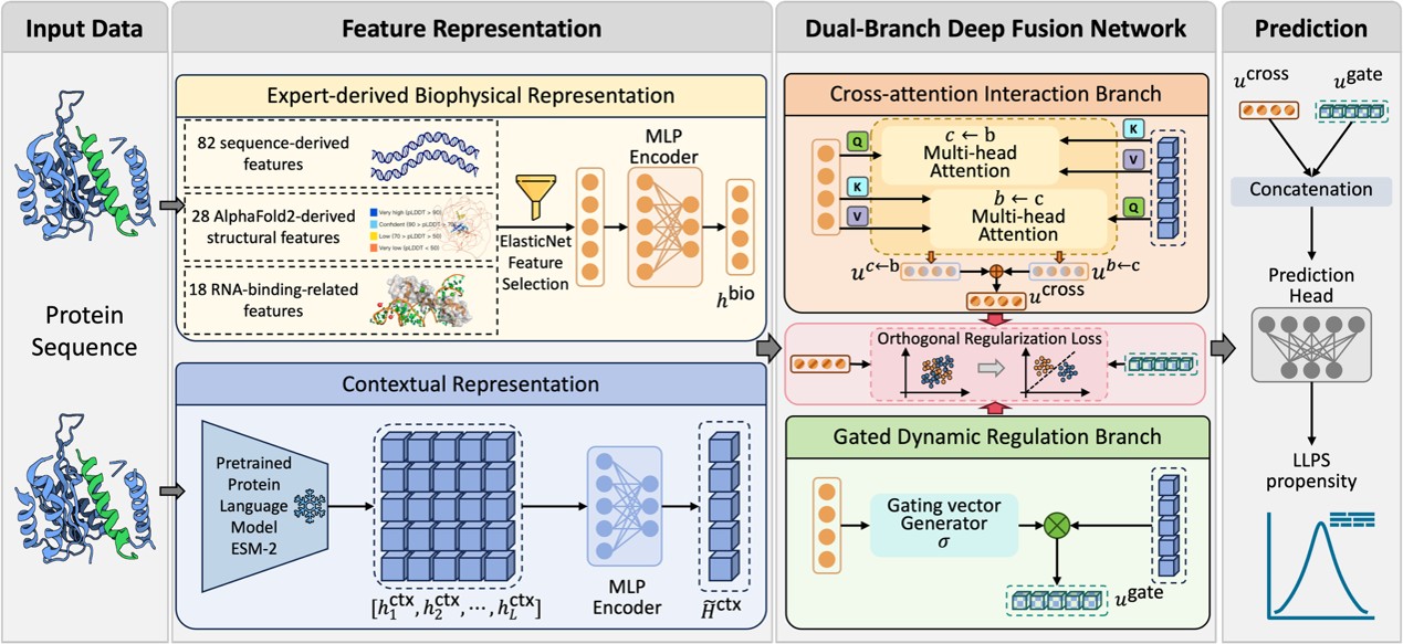 cat-Fusion Model Architecture
